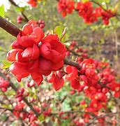 Image result for Chaenomeles sup. Clementine