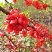 Image result for Chaenomeles sup. Clementine