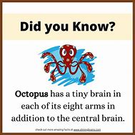Image result for Did You Know Facts for Kids
