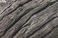Image result for Dead Tree Trunk