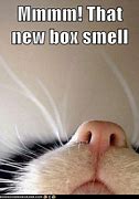 Image result for Cat Smell Meme