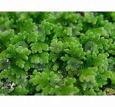 Image result for Mosquito Fern Aka Fairy Moss