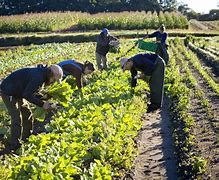 Image result for Farmers Growing Crops