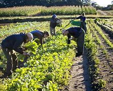 Image result for People Growing Crops