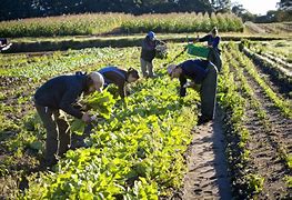 Image result for Farmers Growing Crops