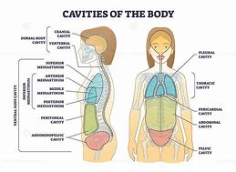 Image result for Blank Body Cavity Diagram