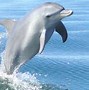Image result for Skora Delfin