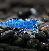 Image result for Blue Crystal Shrimp