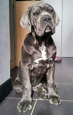 Pin by katie beck on Cane corso | Cane corso dog, Dog breeds, Dogs