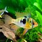 Image result for Windows 7 Fish Wallpaper