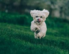 Image result for Cute Dogs Running