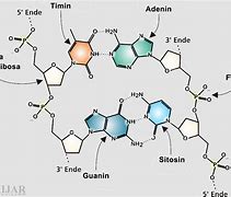 Image result for Struktur Kimia Gen