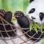 Image result for Super Cute Panda