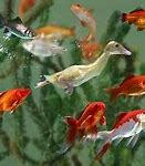 Image result for Goldfish in Water