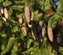 Image result for Fast Growing Spruce Trees