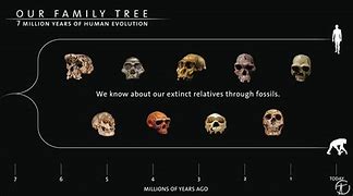 Image result for Human Evolution Fossils