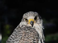 Image result for Non-Releasable Birds