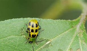 Image result for "spotted-cucumber-beetle"