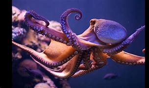 Image result for World Largest Octopus