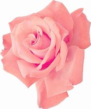 Image result for Rose Pink iPhone 8 PNG