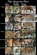 Image result for Red Tiger Camera Comparison Chart