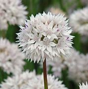 Image result for Allium Little Guardian