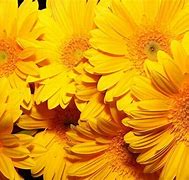 Image result for Floral Background Wallpaper Yellow