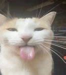 Image result for Ouch Cat Meme