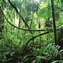 Image result for Jungle Backdrop Scene