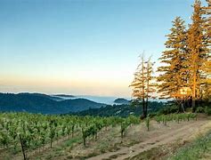 Image result for Pelican Ranch Chardonnay Prosperity Grape Field