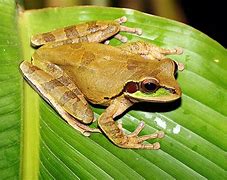 Image result for Frog in Farsi