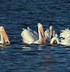 Image result for White Pelican Winter