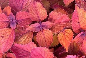 Image result for Red Leaves Cartoon Png