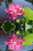 Image result for Lotus Flower Giphy