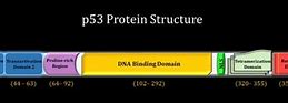 Image result for P53 Domain
