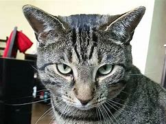 Image result for What Kind of Cat Is Sassy
