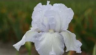 Image result for Iris English Cottage (Germanica-Group)
