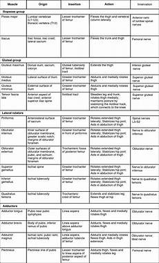Origin And Action Of Muscles Chart Best