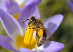 Image result for Bees Collecting Néctar