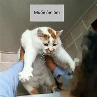 Image result for Meme Mèo Ôm
