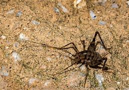 Image result for Spider Cricket Tennessee