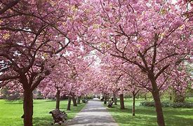 Image result for flowers London