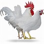 Image result for gallina