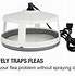 Image result for Flea Traps Indoor