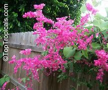 Image result for Mexican Love Vine