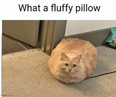 Image result for Funny Fluffy Cat Memes