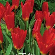 Image result for Tulipa Scarlet Baby