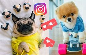 Image result for Most Popular Dogs On Instagram