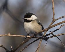 Image result for Black-capped Chickadee Picture