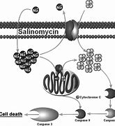 Image result for Salinomycin